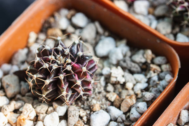 Variegated Gymnocalycium cactus in the pot.