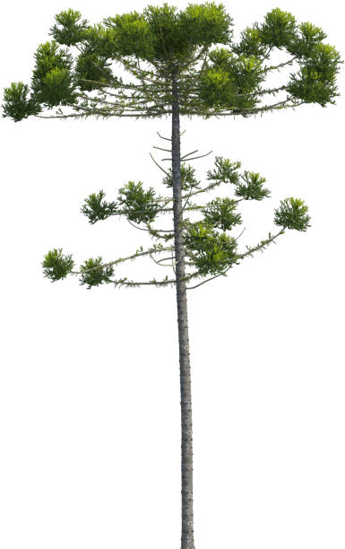 istock Side view of Araucaria Angustifolia Tree 2154464712