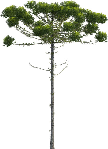 istock Side view of Araucaria Angustifolia Tree 2154464893