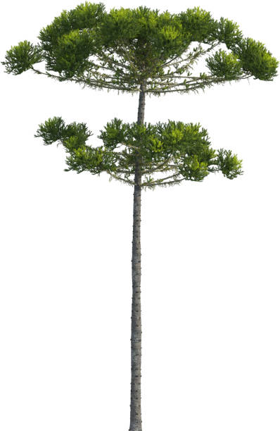 istock Side view of Araucaria Angustifolia Tree 2154465053