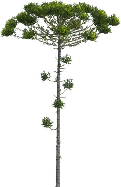 Side view of Araucaria Angustifolia Tree