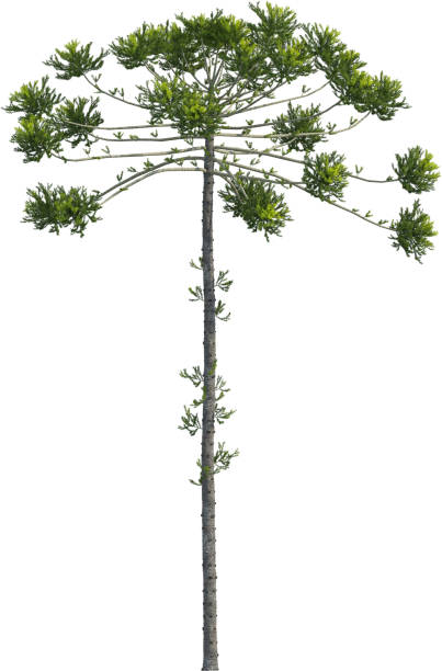 istock Side view of Araucaria Angustifolia Tree 2154465338