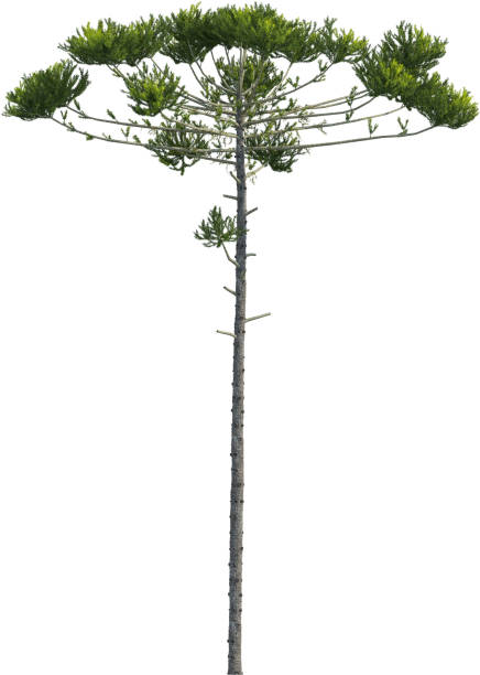 istock Side view of Araucaria Angustifolia Tree 2154465502