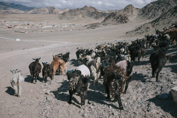 flock of sheep heading down to valley at Bayan Olgii , Mongolia