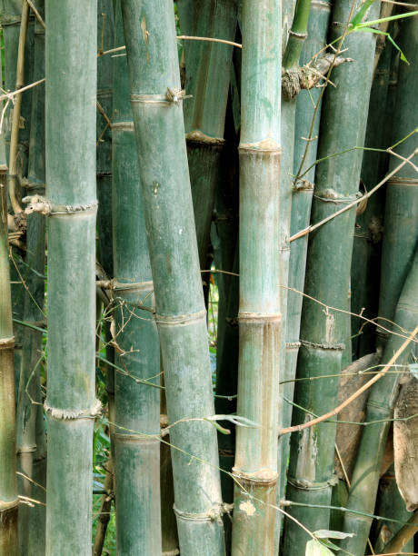 istock green bamboo plant 2154466317