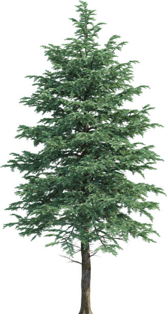 istock Side view of Abies Concolor Tree 2154466395