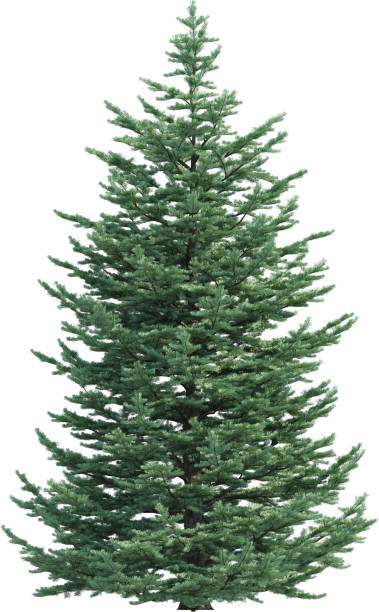 istock Side view of Abies Concolor Tree 2154467050
