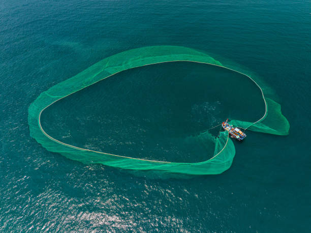 istock Netting fish on Dai Lanh sea 2154467899