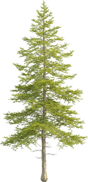 istock Side view of Larix Decidua Tree - European Larch 2154468066
