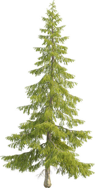 istock Side view of Larix Decidua Tree - European Larch 2154468068