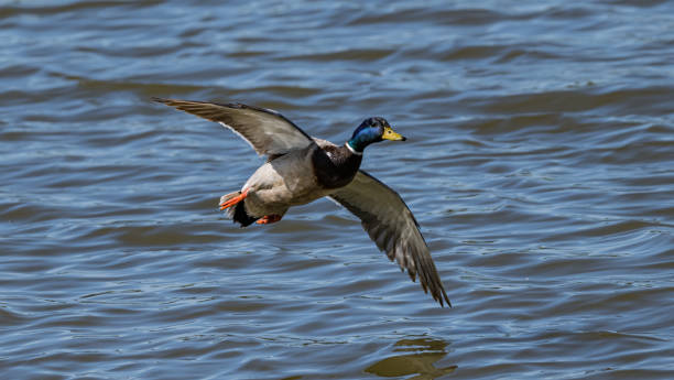 The mallard, Anas platyrhynchos, is a dabbling duck that breeds throughout the temperate and subtropical Americas. photography. Shollenberger Park; Petaluma Wetlands; Petaluma; Sonoma County; California. Flying. A male bird. el ánade real, anas platyrhynchos, es un pato chapoteador que se reproduce en las américas templadas y subtropicales. fotografía. parque shollenberger; humedales de petaluma; petaluma; condado de sonoma; california. volador. un pájaro macho.