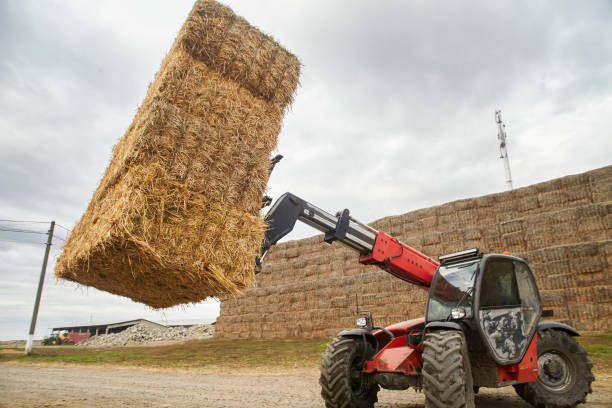 Farmers work on a tractor on a farm loading hay. A red tractor loads a large bale of hay onto a mountain of hay on an agricultural farm
