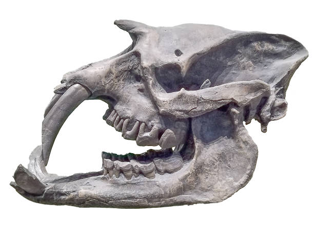 closeup of a muddy rhino's head