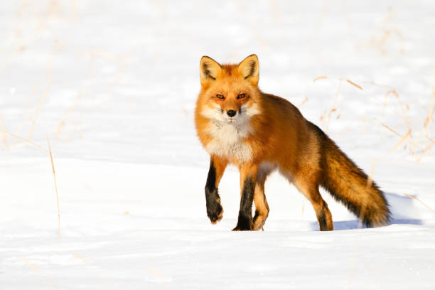 Red fox, vulpes vulpes, in winter