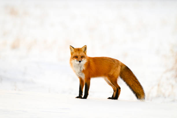istock Red fox in the wild on snow 2154470418