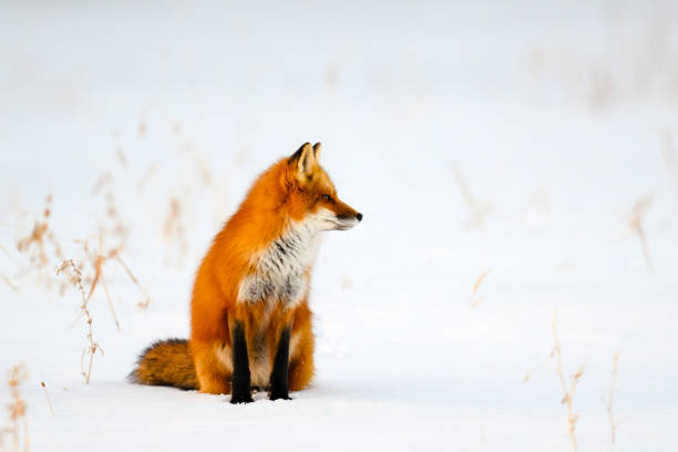 istock Red fox in the wild on snow 2154470439