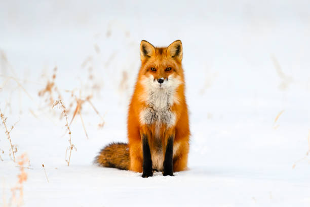 istock Red fox in the wild on snow 2154470450