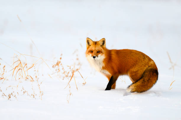 istock Red fox in the wild on snow 2154470584