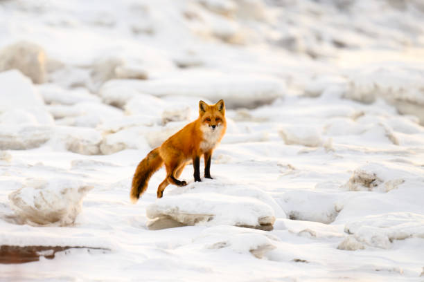 Red fox, vulpes vulpes, in winter. Fox standing on ice in St. Lawrence River, Québec Canada. Looking at camera.