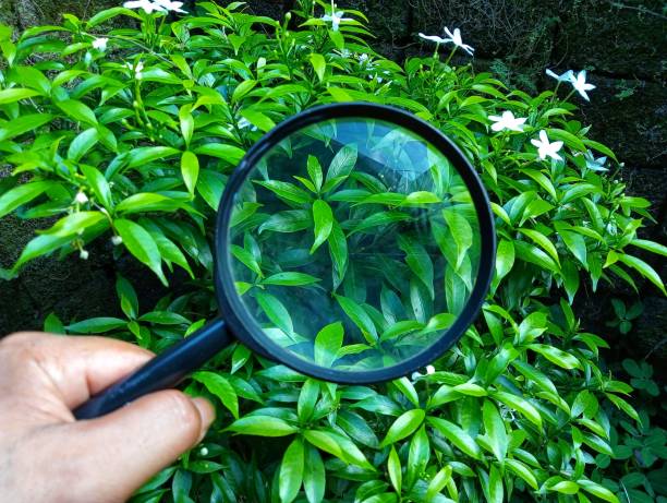 istock Hand holding magnifying glass, searching on the leaf on the tree 2154470939