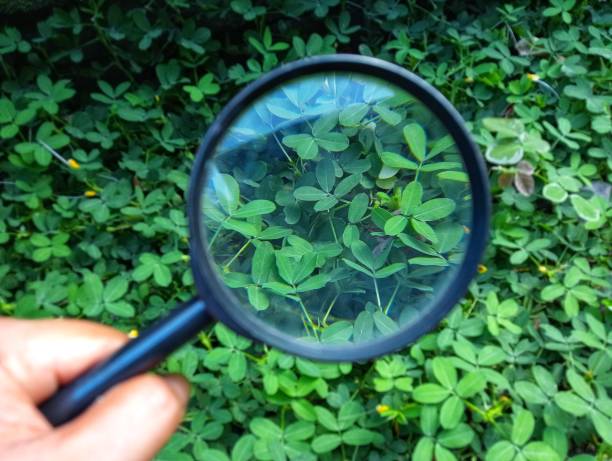 istock A hand holding magnifying glass with green leaves background 2154470946