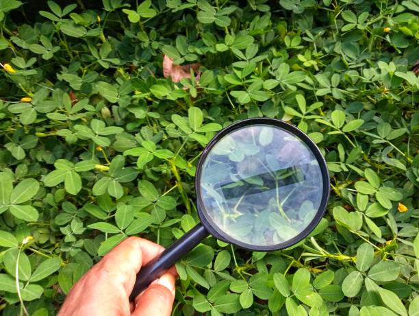 istock Hand holding magnifying glass searching on the garden 2154470958