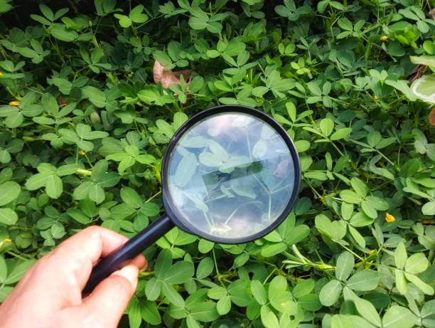 istock Hand holding magnifying glass searching on the ground 2154470972