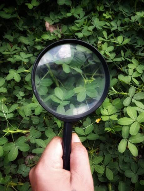 istock A hand holding magnifying glass with green leaves background 2154470989