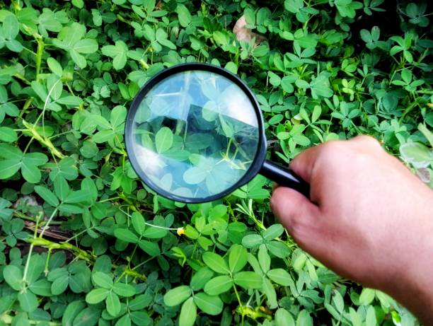 istock Hand holding magnifying glass searching on 2154471006
