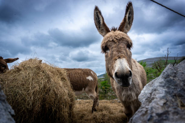 istock Irish donkeys eating in county Clare, Ireland 2154471790