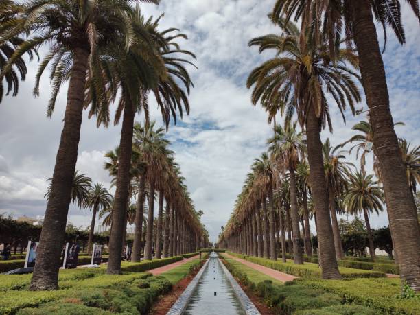 Chess table in a Garden with palm trees