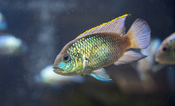 istock Detail of silver cichlid fish. 2154474395
