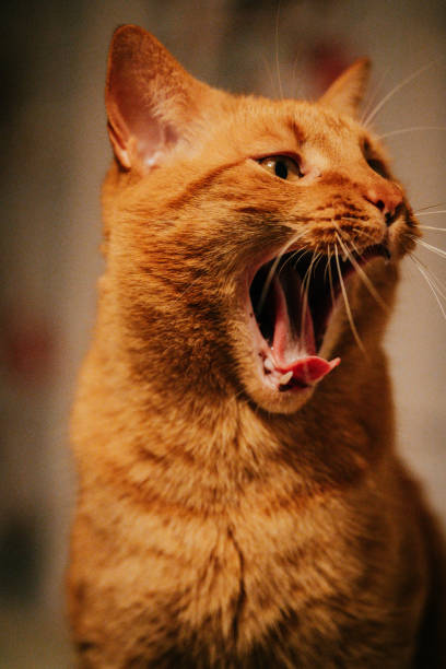 istock An orange cat with its mouth wide open. 2154475227