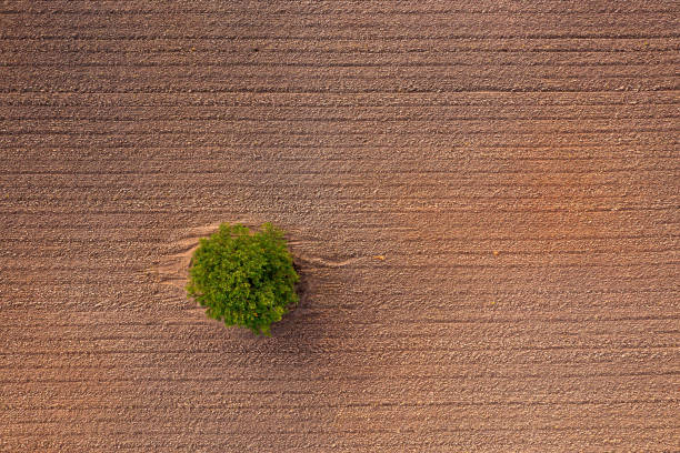 istock Aerial view of a small tree in a plowed field. 2154475755