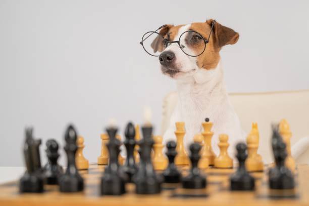 istock Smart dog jack russell terrier in glasses plays chess on a white background. 2154476270