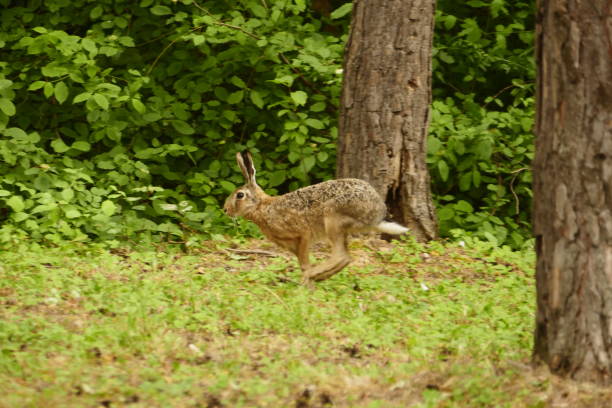 It is among the largest hare species in Europe