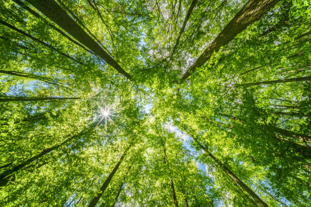 istock Springtime forest with setting sun shining through leaves and branches. Nature, forestry, habitat, environment and sustainability concepts 2154476861