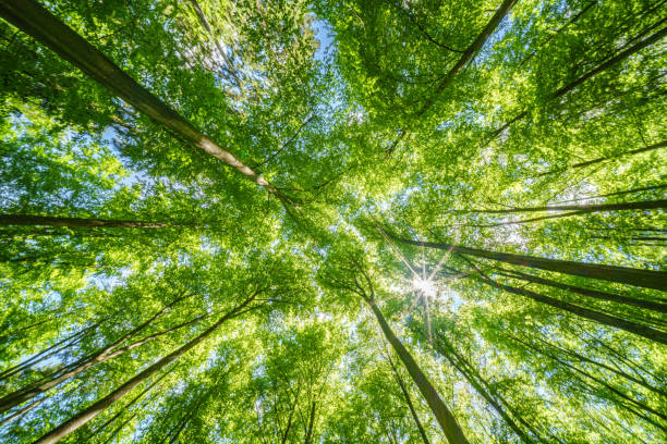 istock Springtime forest with setting sun shining through leaves and branches. Nature, forestry, habitat, environment and sustainability concepts 2154476911