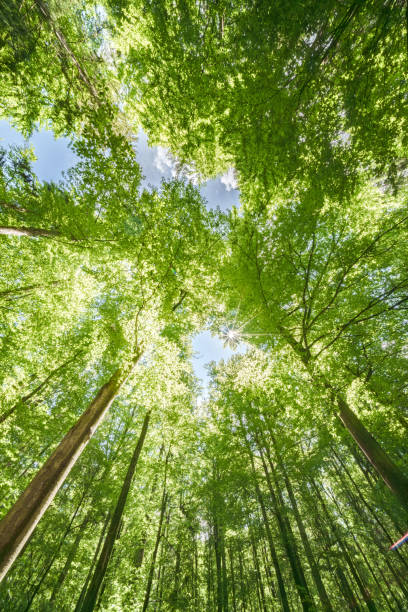 istock Springtime forest with setting sun shining through leaves and branches. Nature, forestry, habitat, environment and sustainability concepts 2154476949