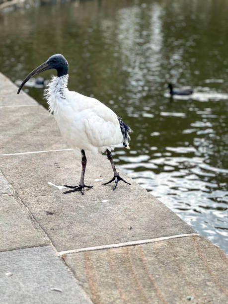 istock Australian White Ibis at side of pond 2154478575