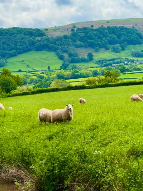istock The Monmouthshire and Brecon Canal 2154478778