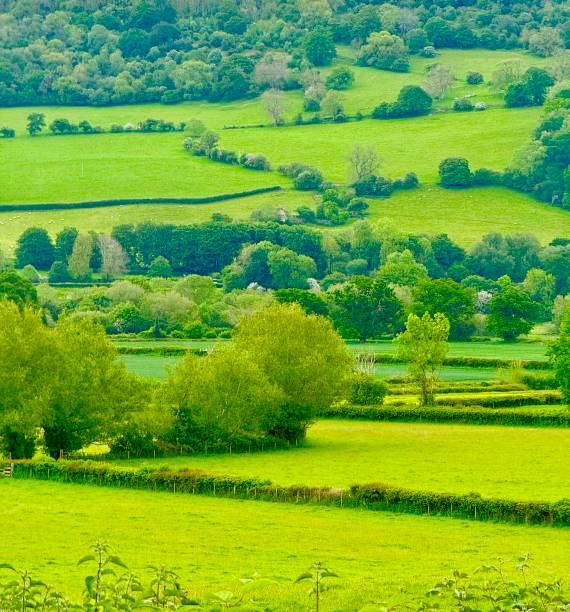 English green meadow on a sunny day, a typical rural landscape of the British countryside, a rural field