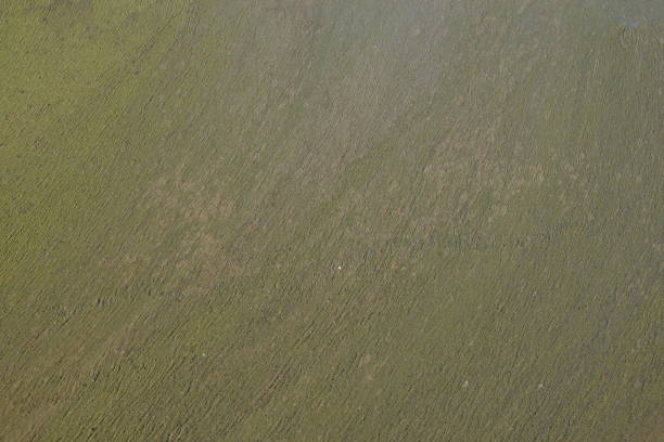 Mud-covered water surface. Cloudy brown slurry. Background. Swampy water.