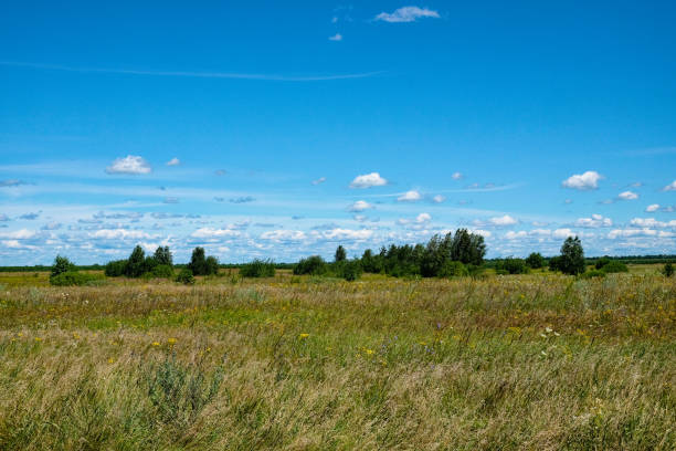 field of grass and perfect sky