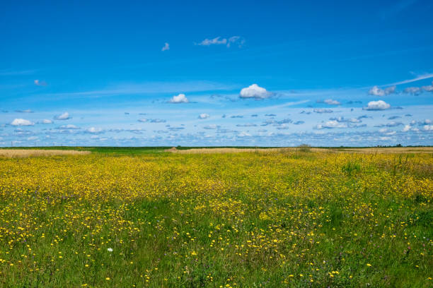 The image presents a vast field with yellow flowers under a blue sky dotted with fluffy white clouds.