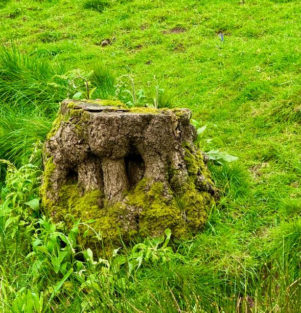 Life along the canal in Wales