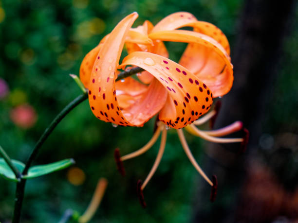 istock The image captures a vibrant orange lily with spots, showcasing its intricate stamens amidst green leaves. 2154482049
