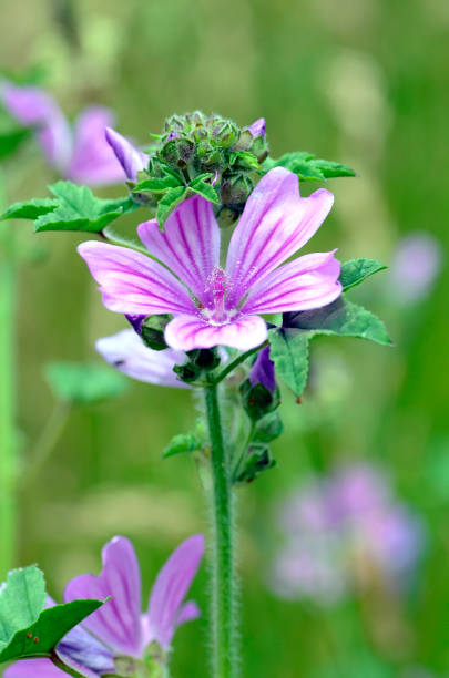 istock The medicinal plant mallow (Malva sylvestris) in flower 2154482529