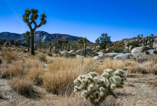 Yucca and Teddy-bear cholla (Cylindropuntia bigelovii) - desert landscape, large thickets of prickly pear cactus with tenacious yellowish spines in Joshua Tree NP, California