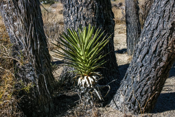 Yucca Brevifolia Mojave Desert Joshua Tree National Park, CA